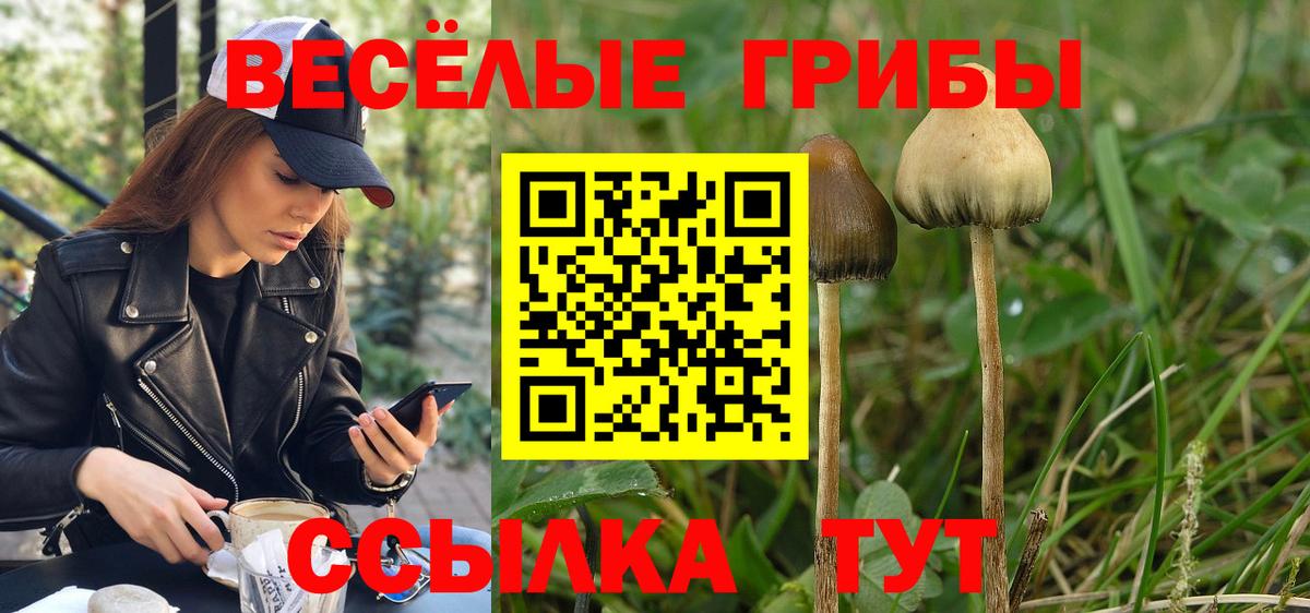 продажа наркотиков  Туймазы  Галлюциногенные грибы Psilocybine cubensis  Псилоцибиновые грибы прущие грибы 